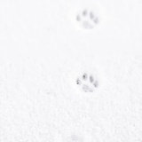 无声飞雪