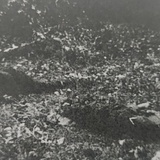 斧芥