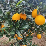 逗逗豆豆