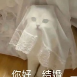 油菜花