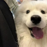 绝版凉白开