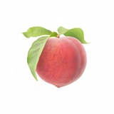 Kubaopeach🍑🍑