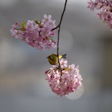 阳光小花