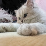 小希の