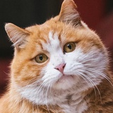 大脸猫