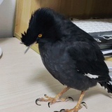 PL