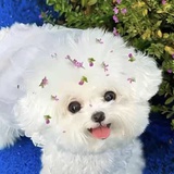 彈彈彈