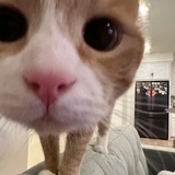 momo喵大人