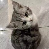 小莲姐妹花