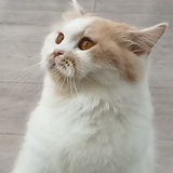 西红柿炒番茄