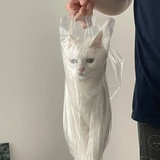 回头看月亮