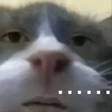 雪松