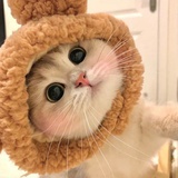 (*´I`*)