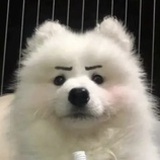 苞谷先生的助理