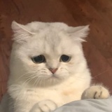 摘樱桃