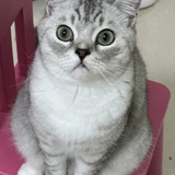 果子哥