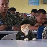 蓝眼的田园犬