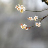 球玥