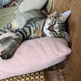 凯文的士