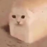 无水面包