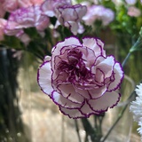 木林森