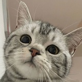 皮蛋solo粥