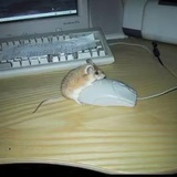 互联网天使鼠
