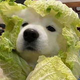 墙头马上摇香菇