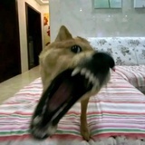 嘿嘿嘿