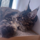 鲨鲨猫