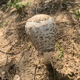 胖