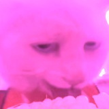 打啵兔