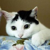 路西华の猫小姐