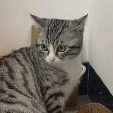 杳杳
