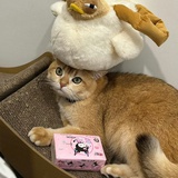 元宝