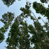 开心麻花