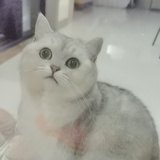 豆叉叉