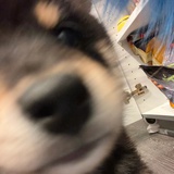 红茶加冰