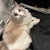 豆瓣酱梓