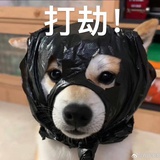 每天都好困