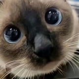 瓦达西西