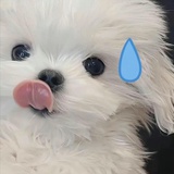 豆瓣momo