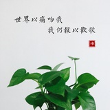 小哎师太