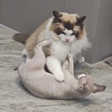 喜欢诃那