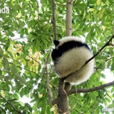 樱桃小鑫