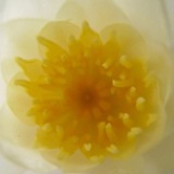 xiaocai