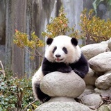咚咚小熊