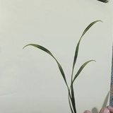 豆友269348232
