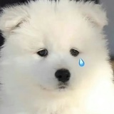 小孬j