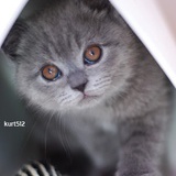 kurt